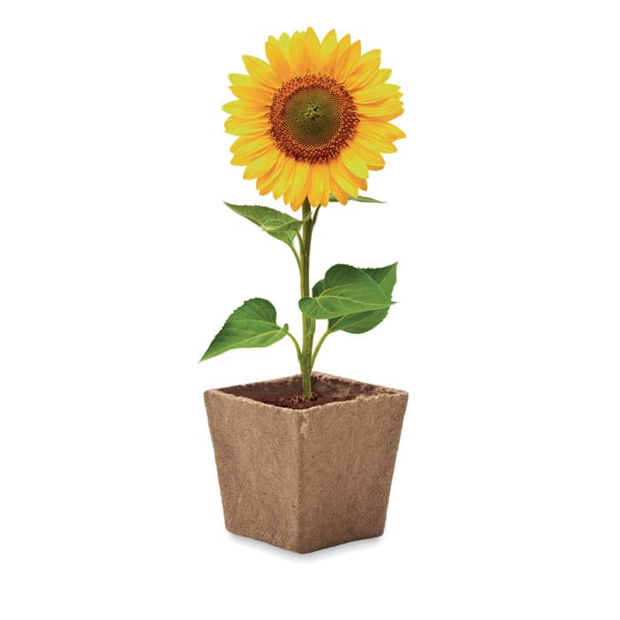 SUNFLOWER KIT Zestaw do uprawy słonecznika