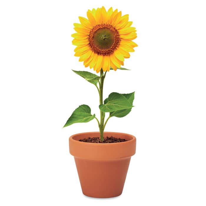 SUNFLOWER Doniczka, słonecznik