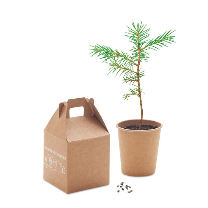 GROWTREE™ Nasiona sosny, torf, doniczka