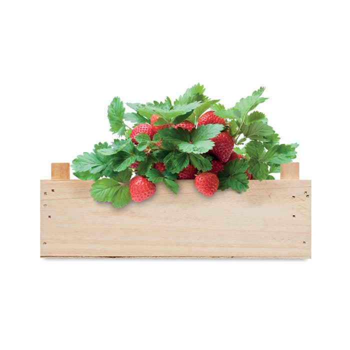 STRAWBERRY Zestaw do uprawy truskawek