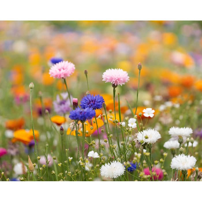 ASIDE Arkusz A5 z nasionami kwiatów