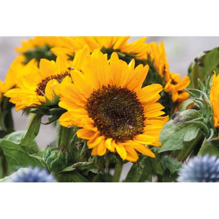 GIRASOL Nasiona słonecznika w kopercie